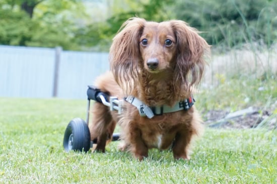 Miniature Long-Haired Daschund, Jackson